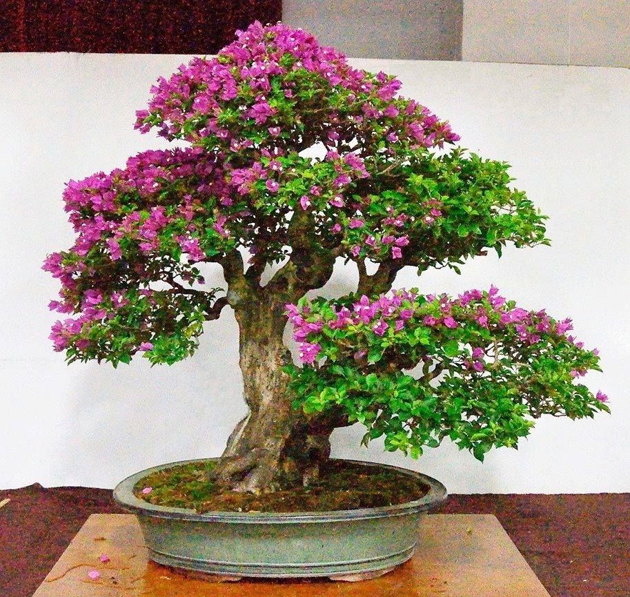 Bonsai Bougainville: Keindahan Bunga dalam Miniatur dan Cara Perawatannya