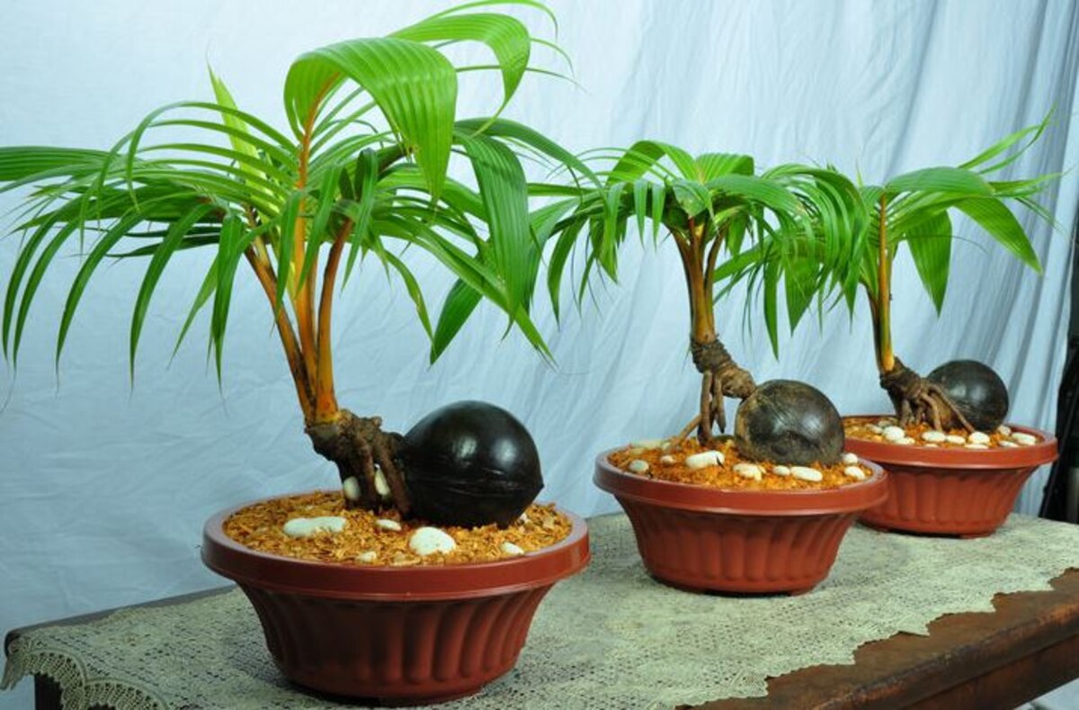 Bonsai Kelapa: Keindahan Miniatur Pohon Kelapa dan Cara Merawatnya