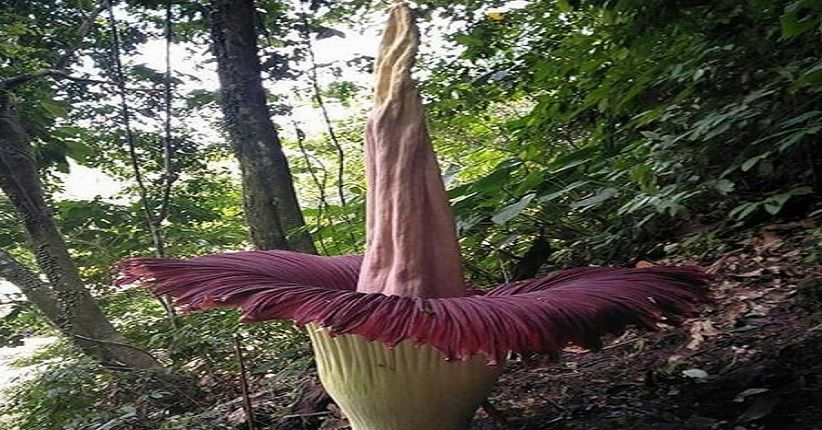 Mengenal Rafflesia Arnoldii: Bunga Raksasa yang Langka dan Unik