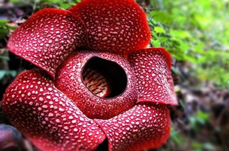 10 Tanaman Langka di Dunia: Dari Rafflesia Arnoldii hingga Titan Arum
