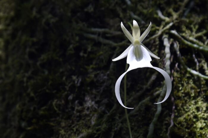 Ghost Orchid: Keindahan Anggrek Langka yang Sulit Ditemukan