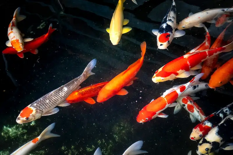 Manfaat Memelihara Ikan Hias untuk Kesehatan Mental dan Stres
