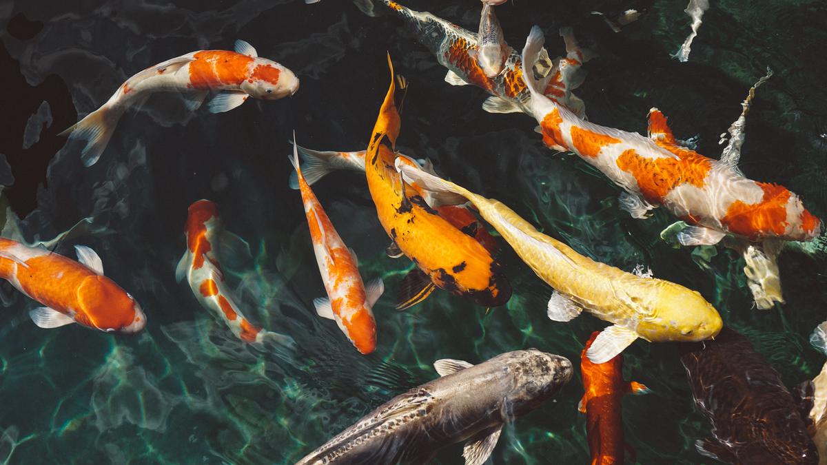 Mengenal Ikan Koi: Si Cantik dari Jepang yang Memikat Hati