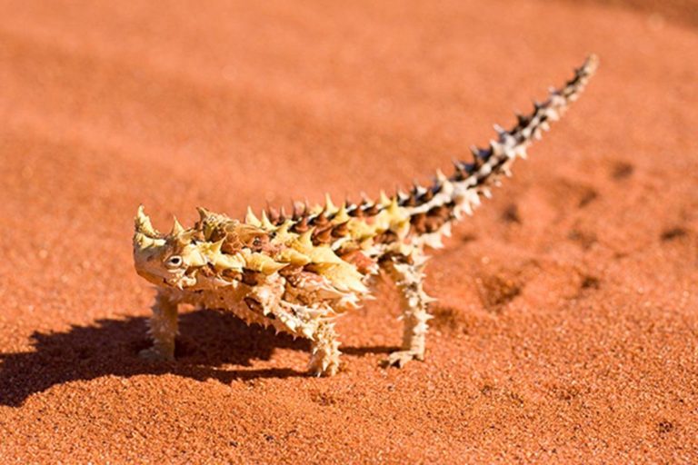 Mengenal Kadal: Reptil Lincah yang Penuh Keunikan