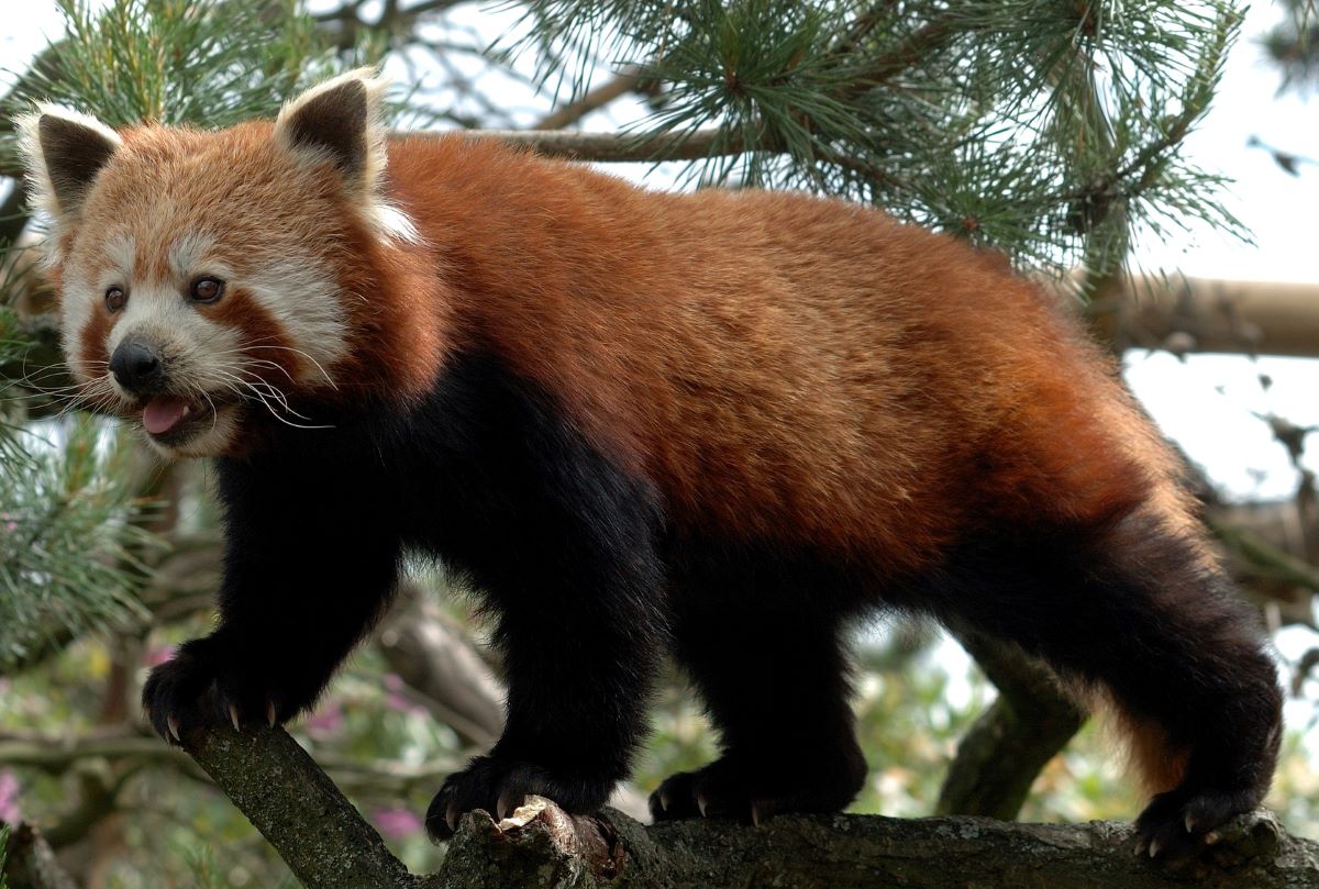 Ancaman Perubahan Iklim terhadap Kelangsungan Hidup Panda Merah