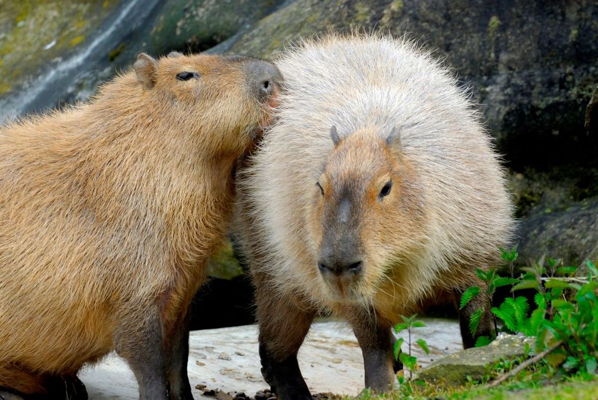 Capybara dalam Budaya Pop: Dari Meme Internet hingga Tokoh Animasi