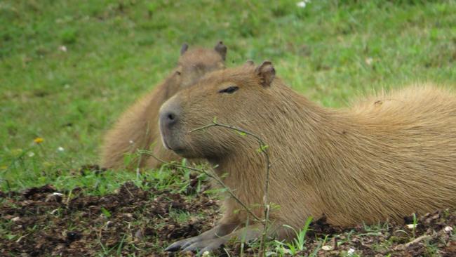 Capybara Bersahabat dengan Predator? Ini Penjelasan Ilmiahnya!